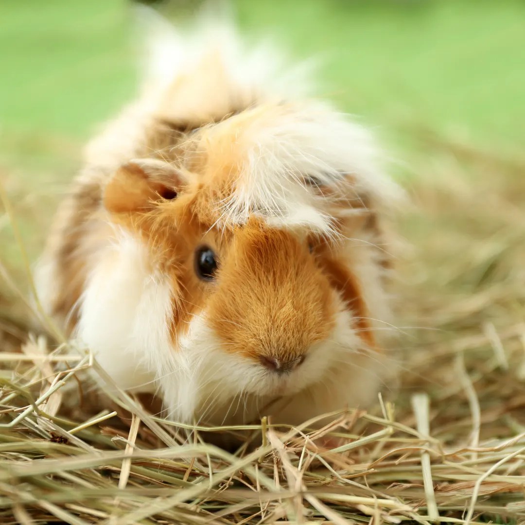 Best Hay for Guinea Pigs Top 6 Options for Your Piggie Menu