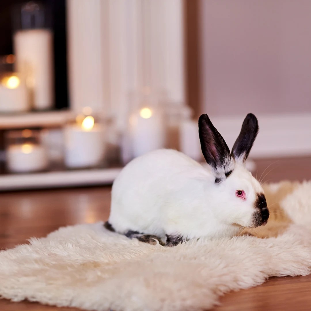 Are Rabbits Good Pets? A Comprehensive Guide, Pros and Cons