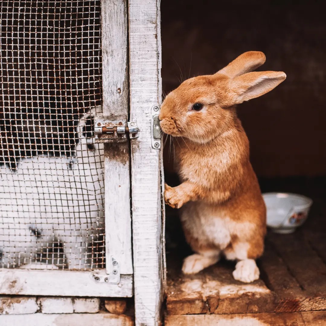 Top 4 Best Rabbit Cages for a Happy Rabbit The Ultimate Guide