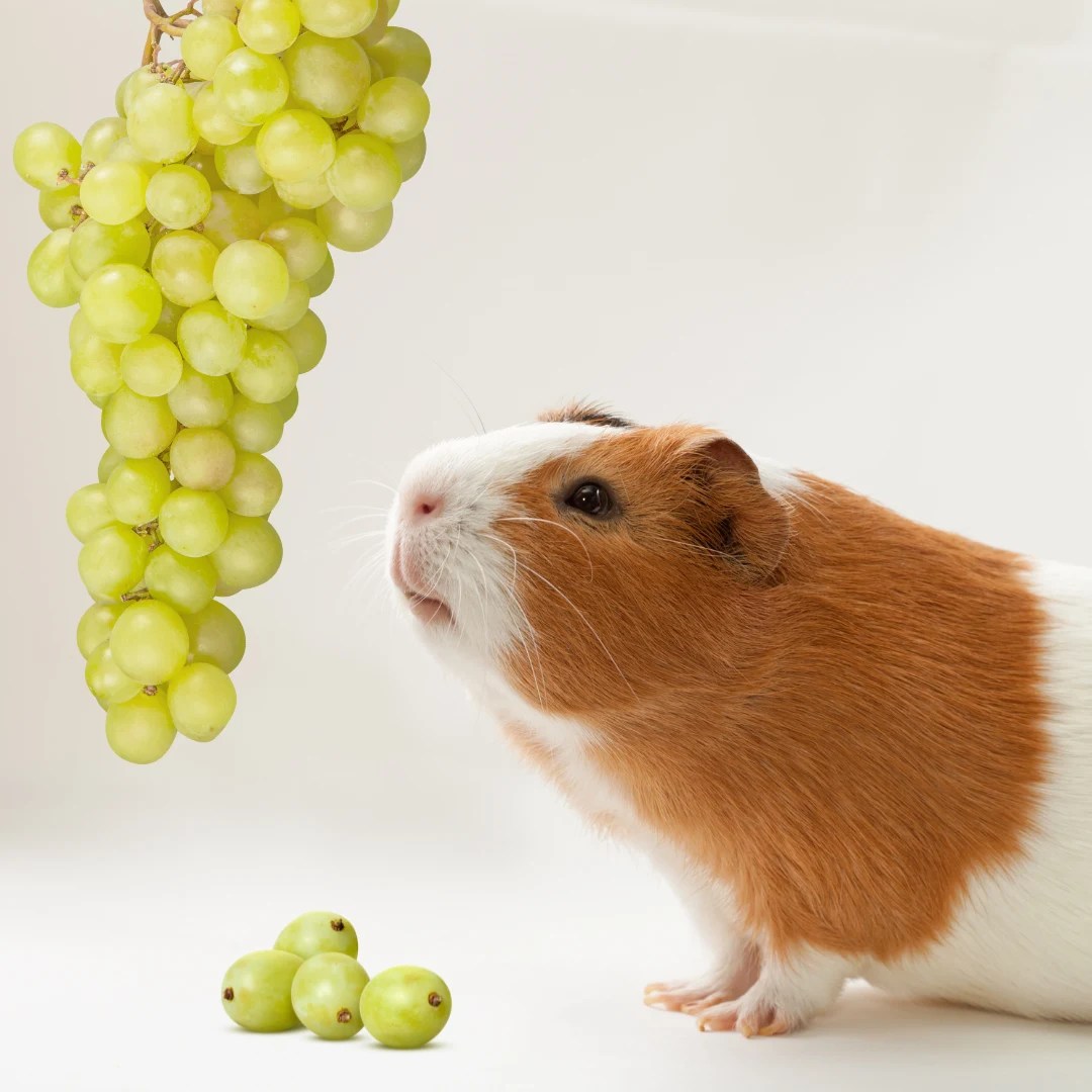 Can Guinea Pigs Eat Grapes? Discover Everything You Need to Know!