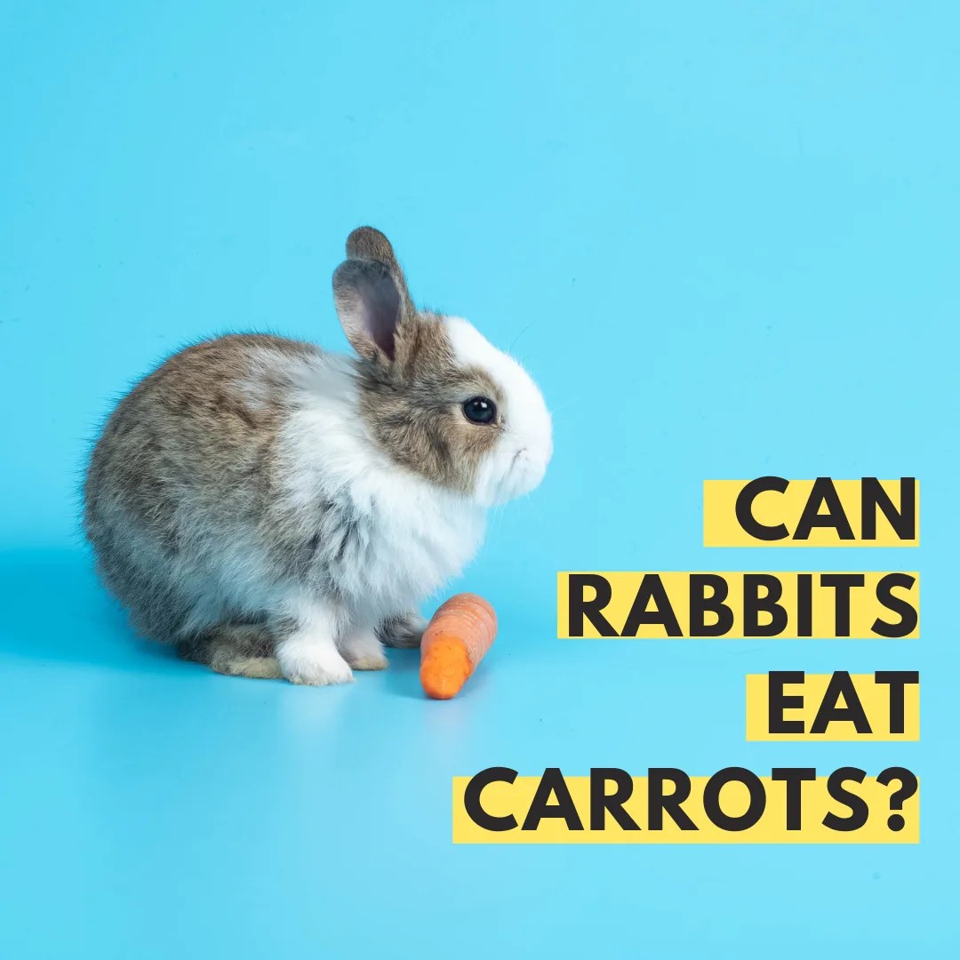 Can Rabbits Eat Carrots? The Truth Behind Bunny Snacks!