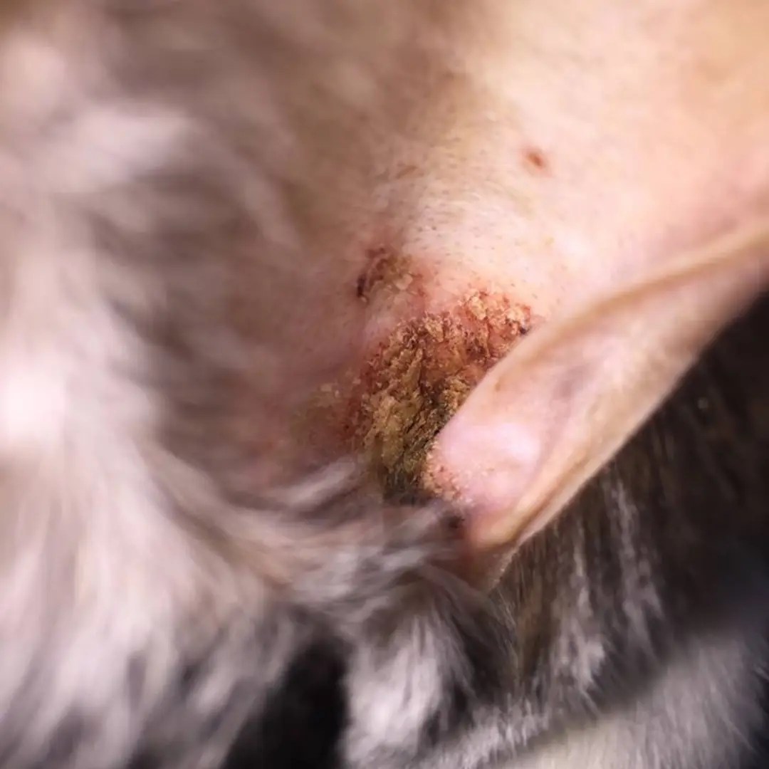 Mites in Rabbits 101 A Complete Guide to Symptoms and Treatment