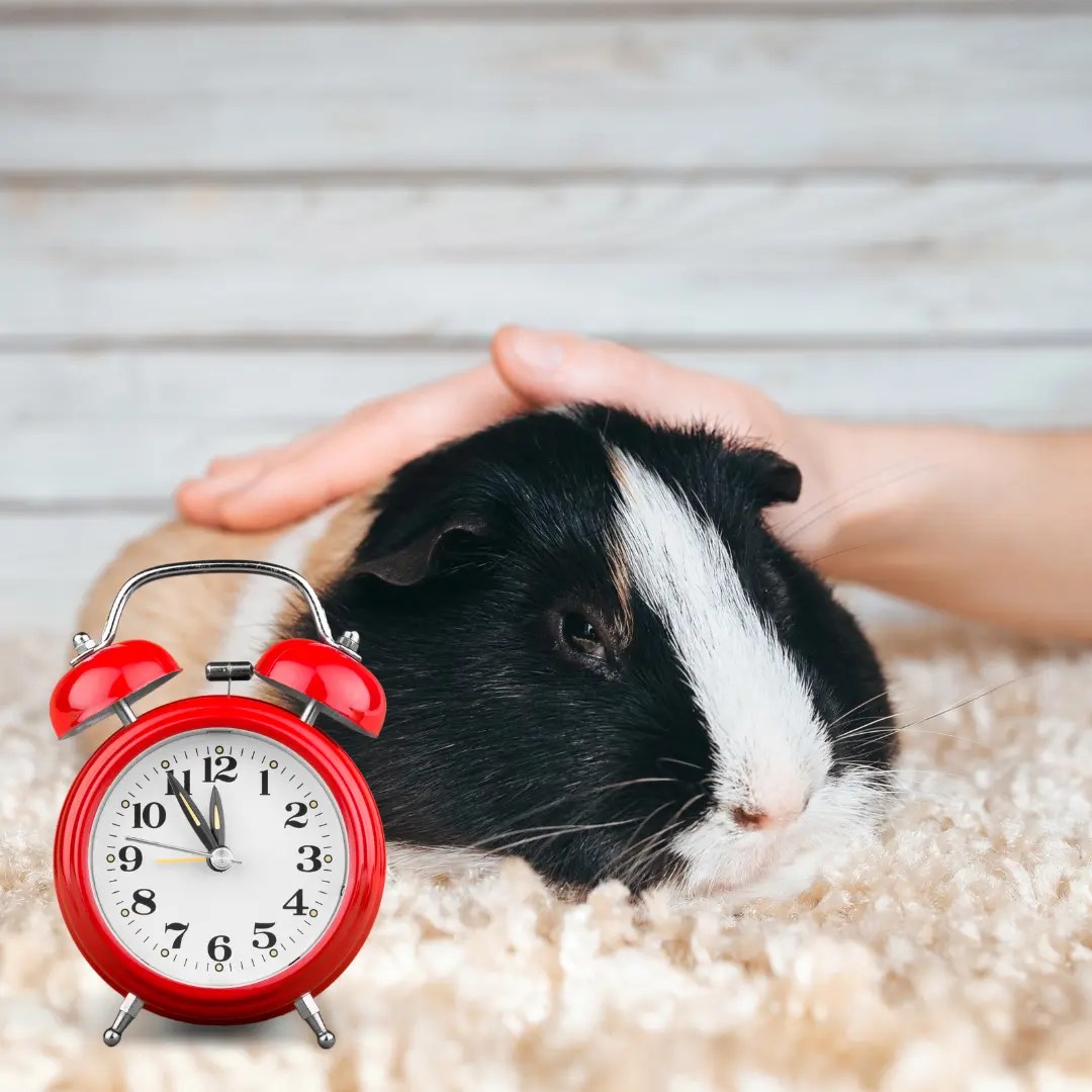 Are Guinea Pigs Nocturnal? Unraveling your Piggy Sleeping Habits