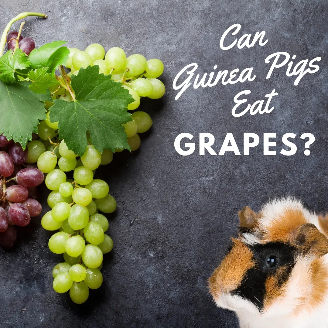Can Guinea Pigs Eat Grapes? Discover Everything You Need to Know!