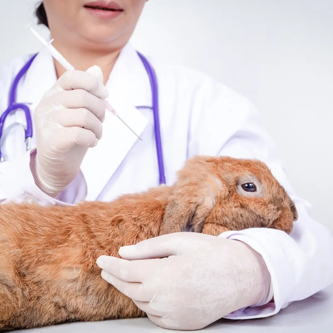 Mites in Rabbits 101 A Complete Guide to Symptoms and Treatment