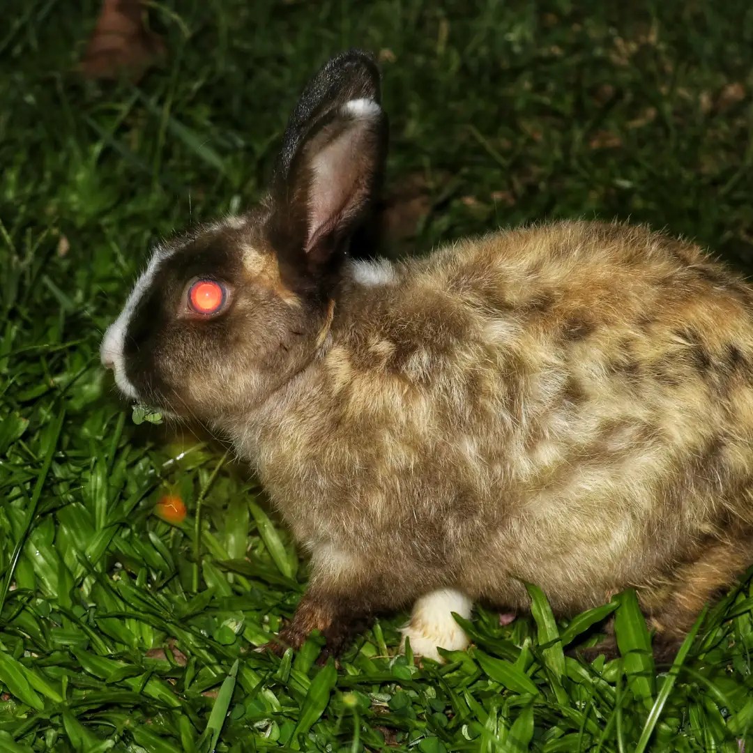 Can Rabbits See in the Dark? Bunnies Night Vision Uncovered