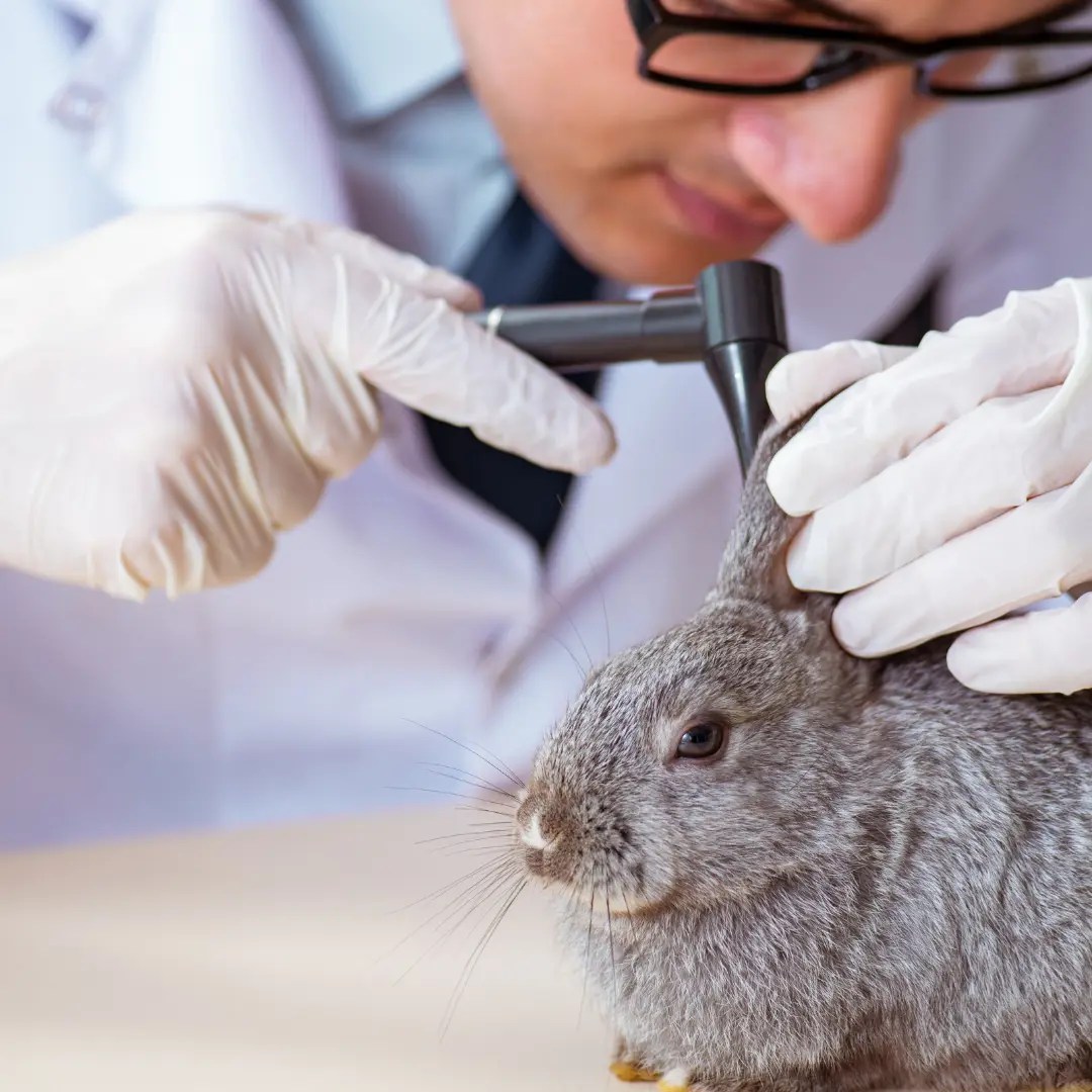 Mites in Rabbits 101 A Complete Guide to Symptoms and Treatment