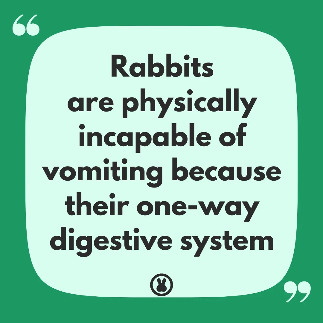 Can Rabbits Vomit? Exploring the Digestive System of Bunnies