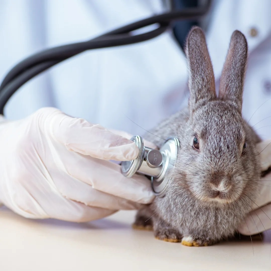 Can Rabbits Vomit? Exploring the Digestive System of Bunnies