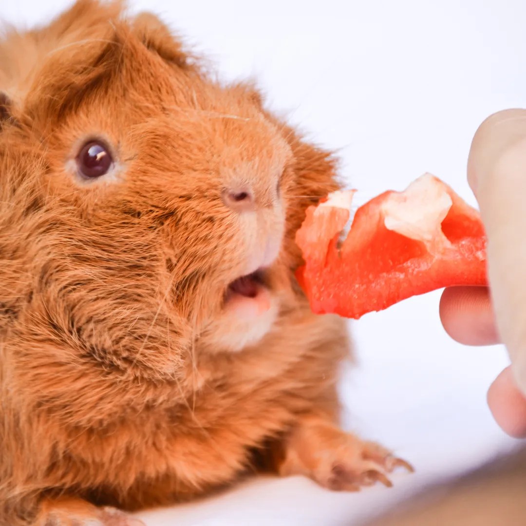 Can Guinea Pigs Eat Watermelon? The Juicy Truth