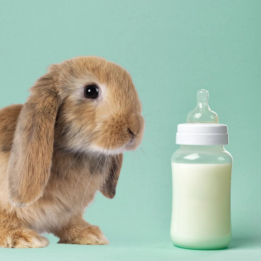 Can Rabbits Drink Milk? Let's Talk Bunny Beverages and What's Safe!