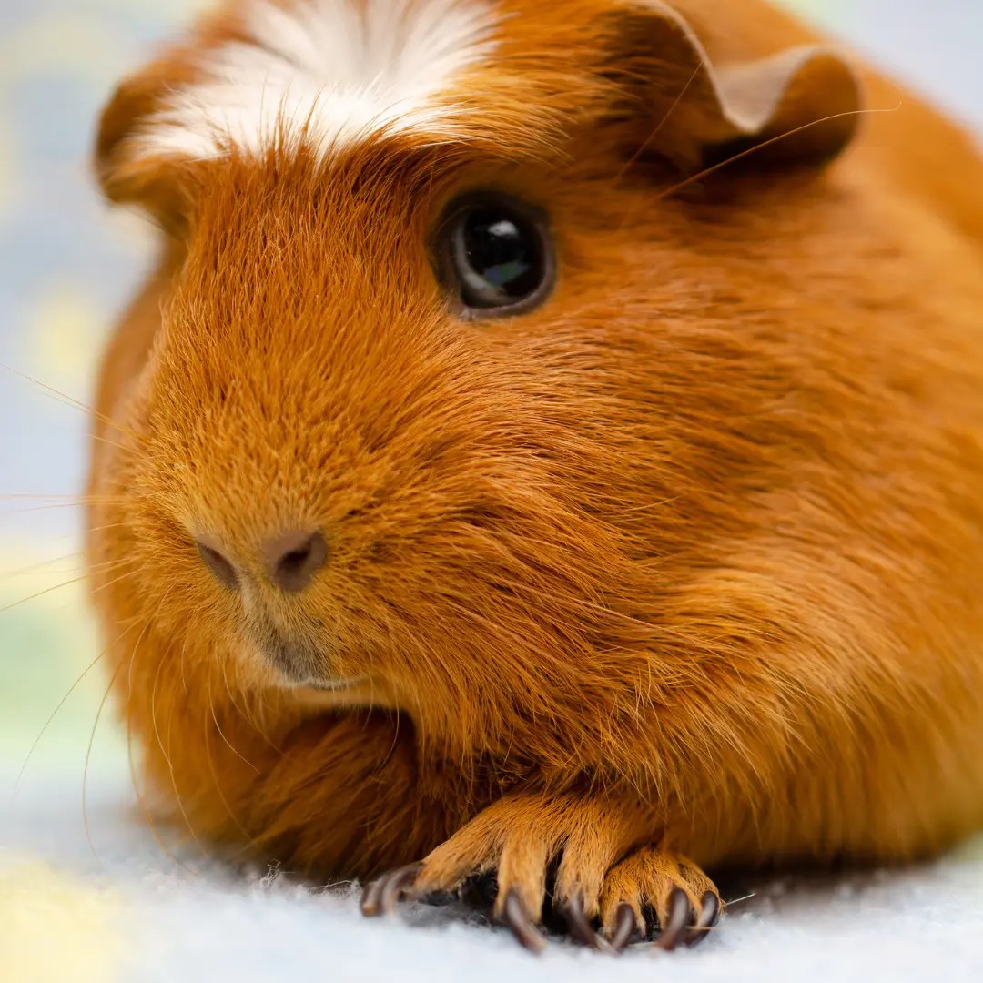 How Long Do Guinea Pigs Live? A Surprising Answer for Cavy Lovers!