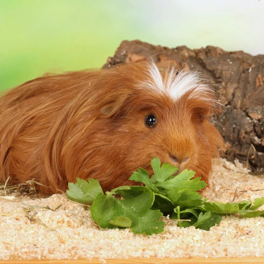 What Do Guinea Pigs Eat? Tips For a Healthy Diet