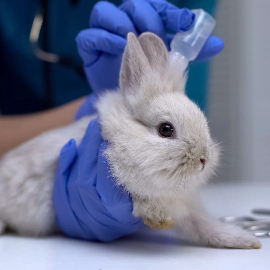 Ear Mites in Rabbits Signs, Symptoms, and How to Get Rid of Those