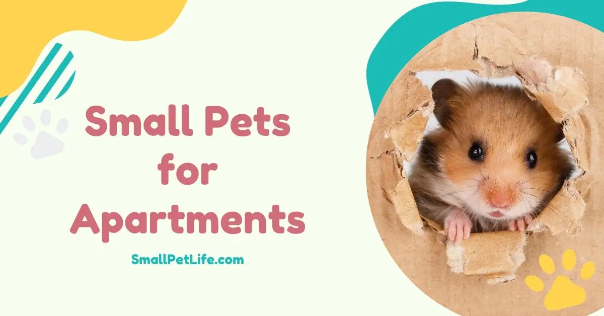 Small Pets for Apartments Tips for Pet Lovers Living in Small Spaces