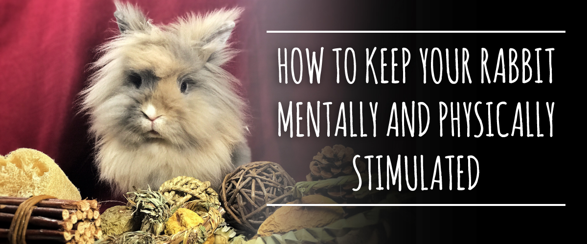 Rabbit Mental Stimulation. How do you do it? Small Pet Select