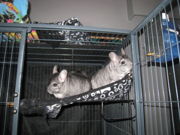 Your Castle Awaits Creating The Perfect Chinchilla Cage Small Pet Select