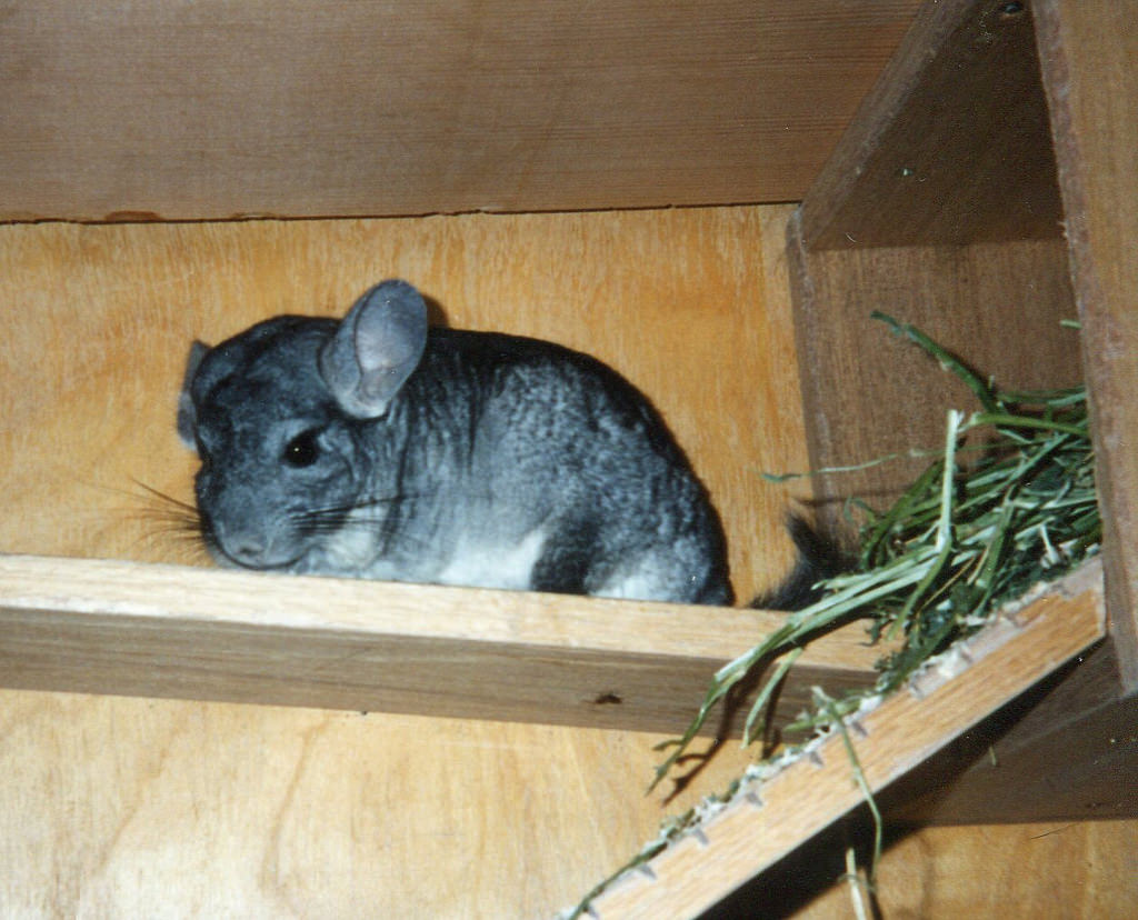 Your castle is waiting for you to build the perfect chinchilla house.