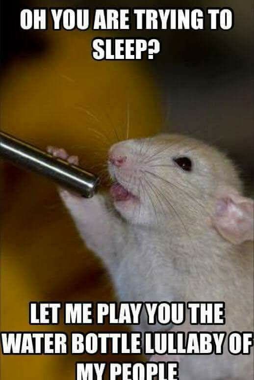 Need a laugh? Check out these hamster memes. Small Pet Select