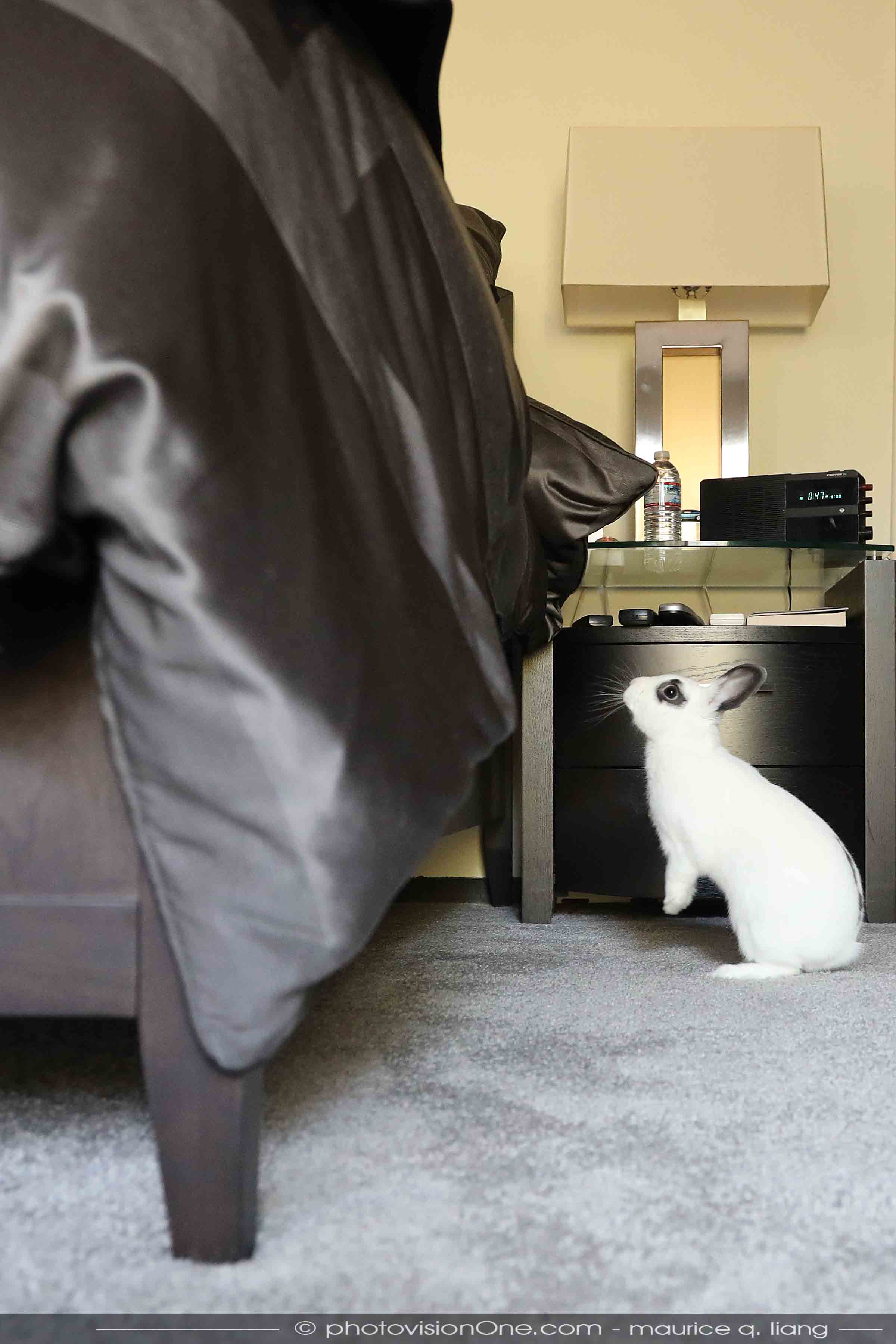 Dad like to sleep in, but his furry alarm clocks disagree. Small Pet