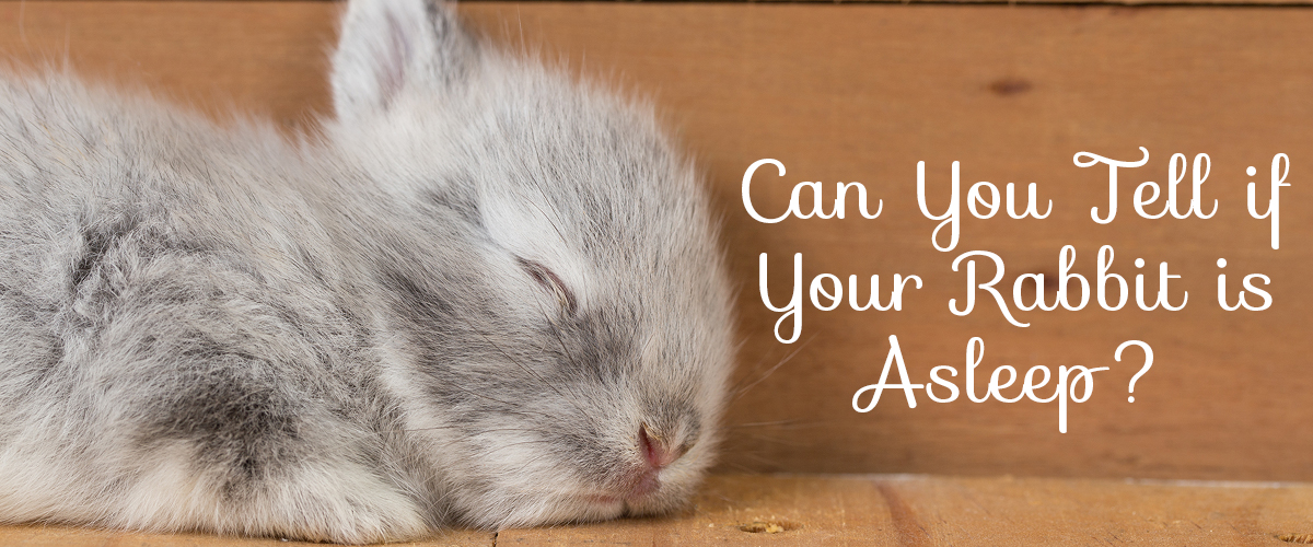 rabbit sleeping habits are a little odd open eyes, and the flop!