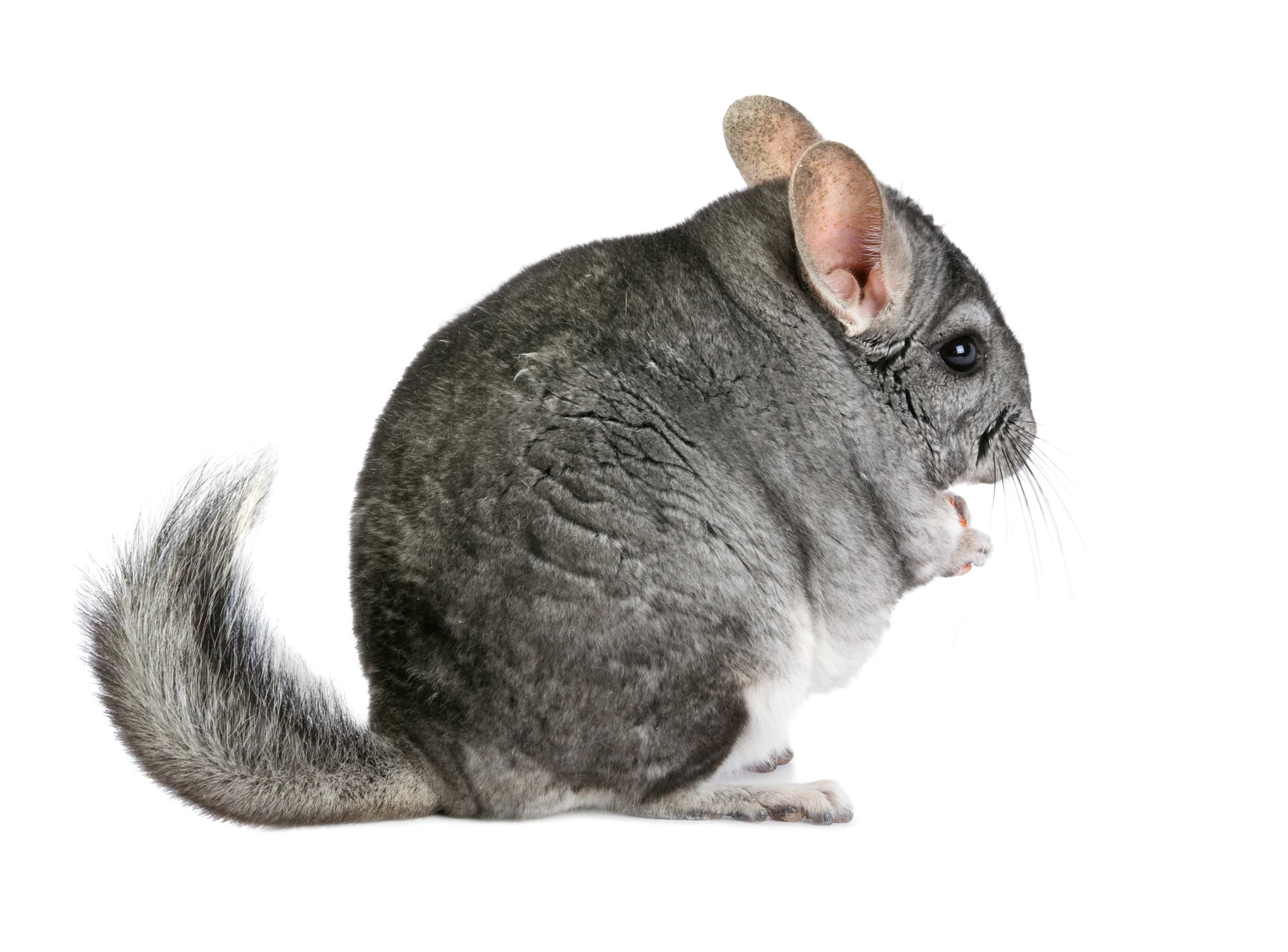 Chinchilla Baths Dust Only. They Don't Mix With Water. Small Pet Select