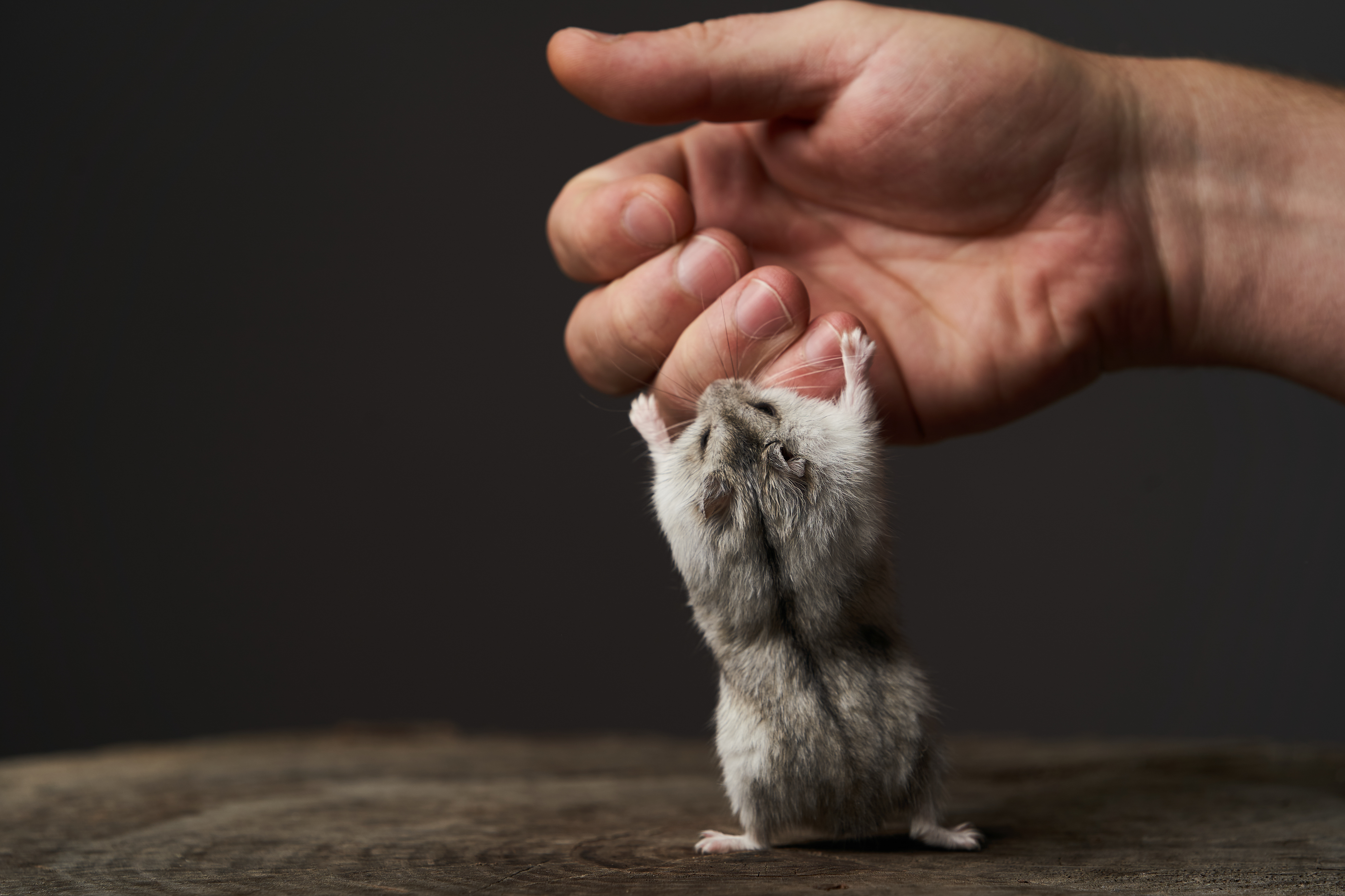 My Hamster Bit Me. What Can I Do To Help Them Stop? | Small Pet Select