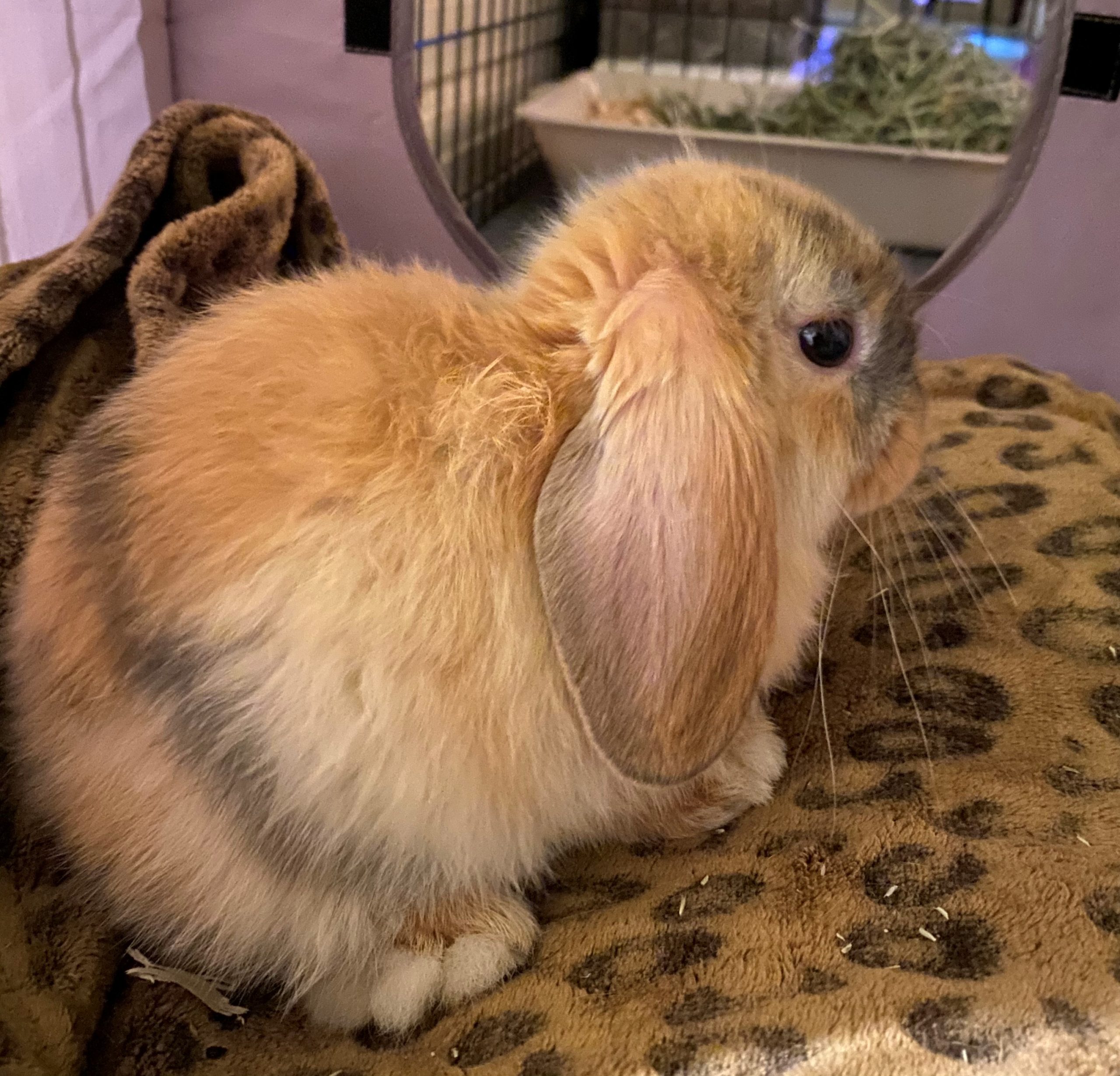 June 27, 2020 Weekly Cuties WCJOKES Small Pet Select