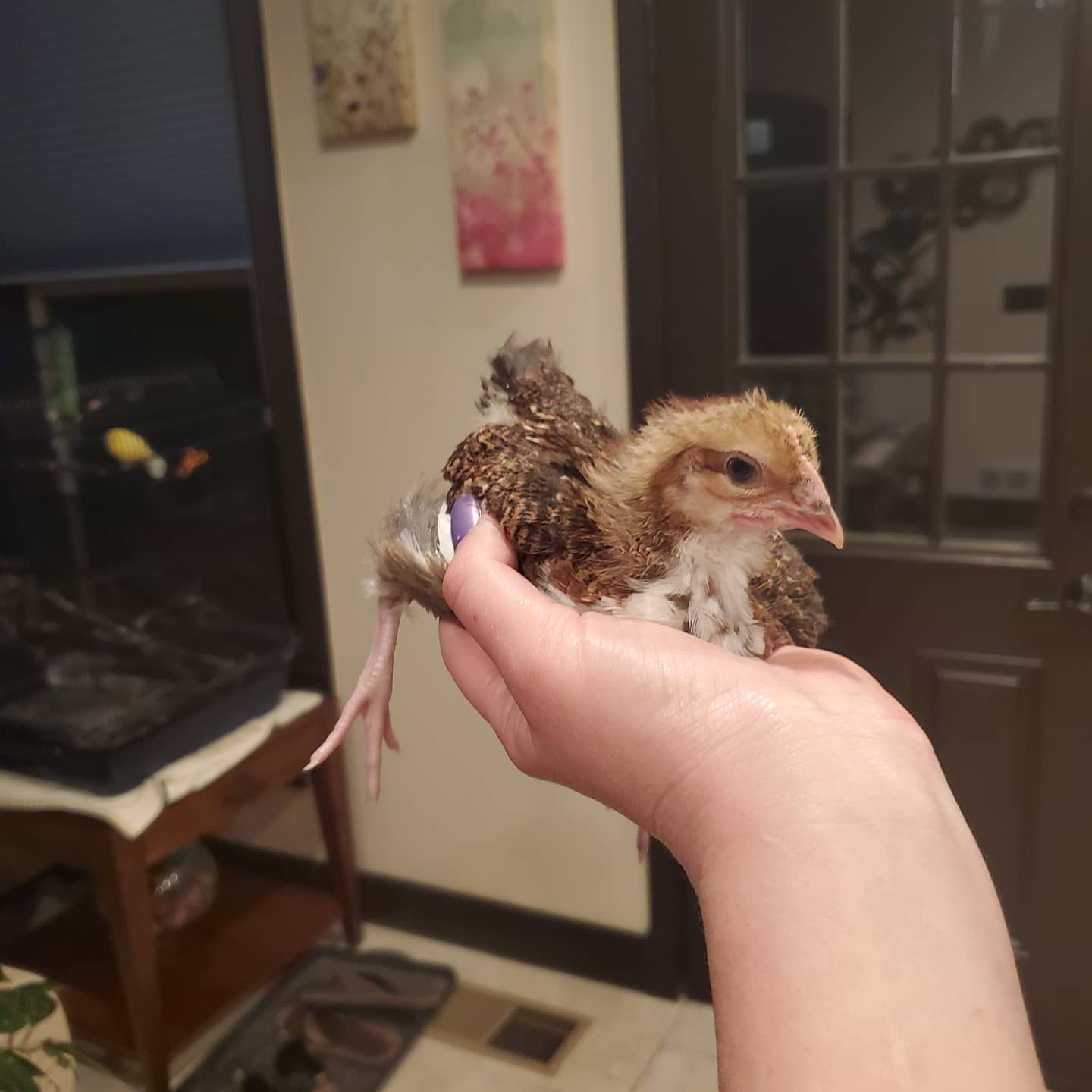 Flighty Hen? Learn How to Trust Train Your Chickens. Small Pet Select