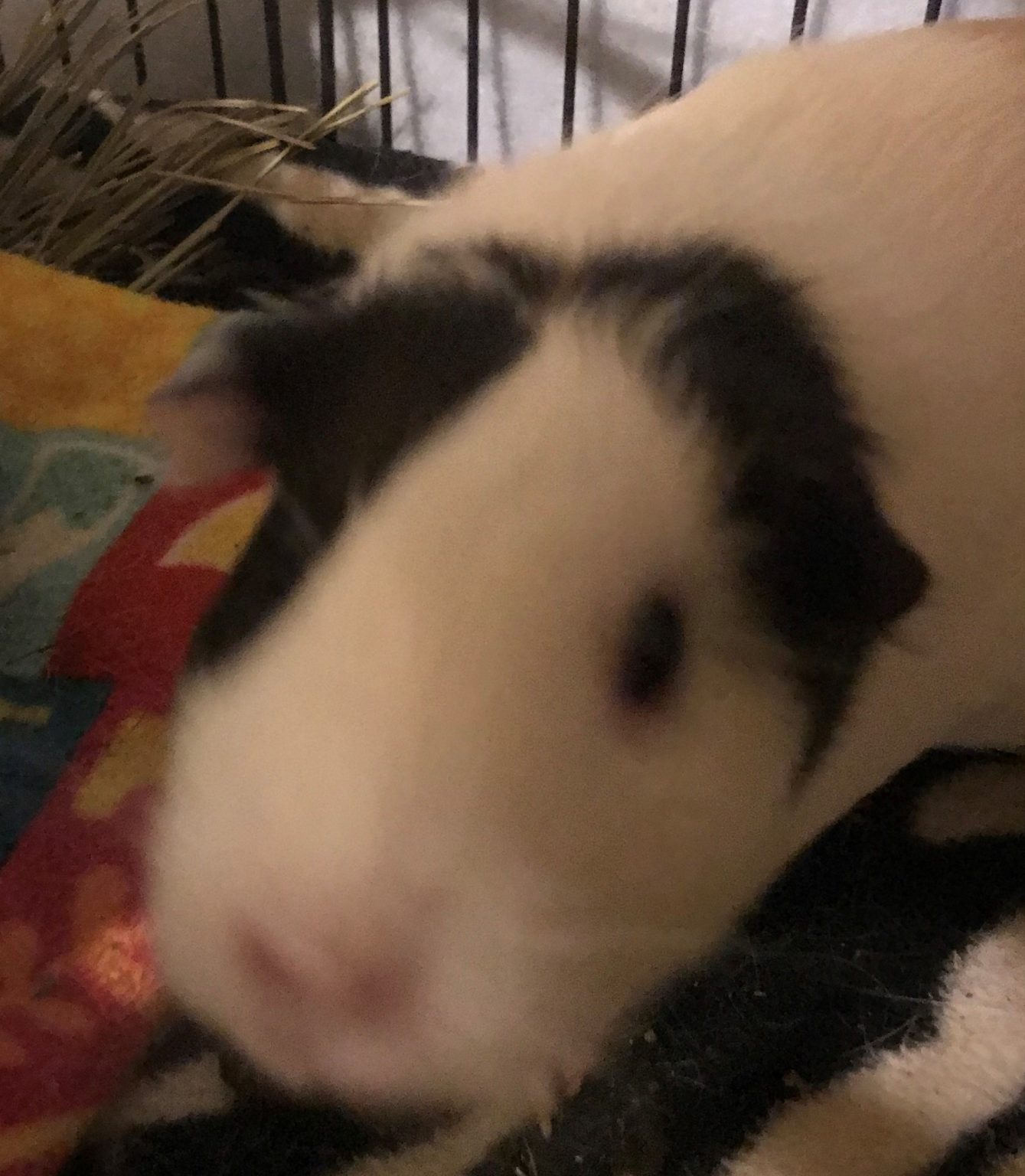 October 3, 2020 WCFUNKY Small Pet Select