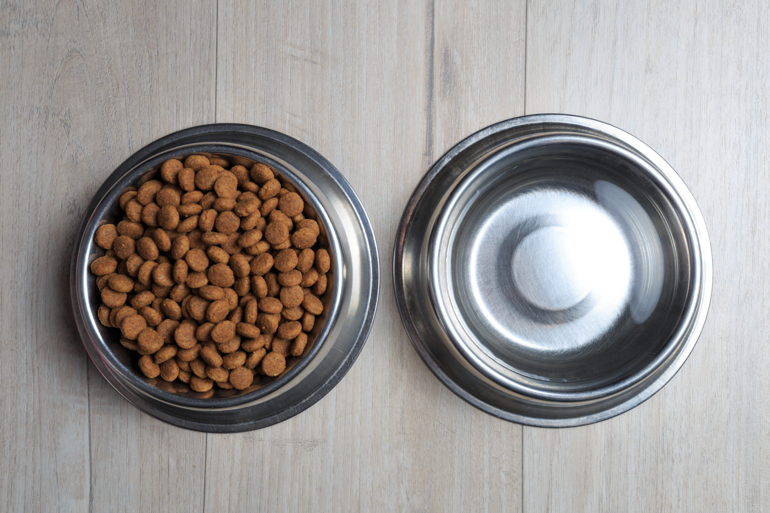 Biofilm Lurking in Your Pets' Water & Food Bowls Small Pet Select