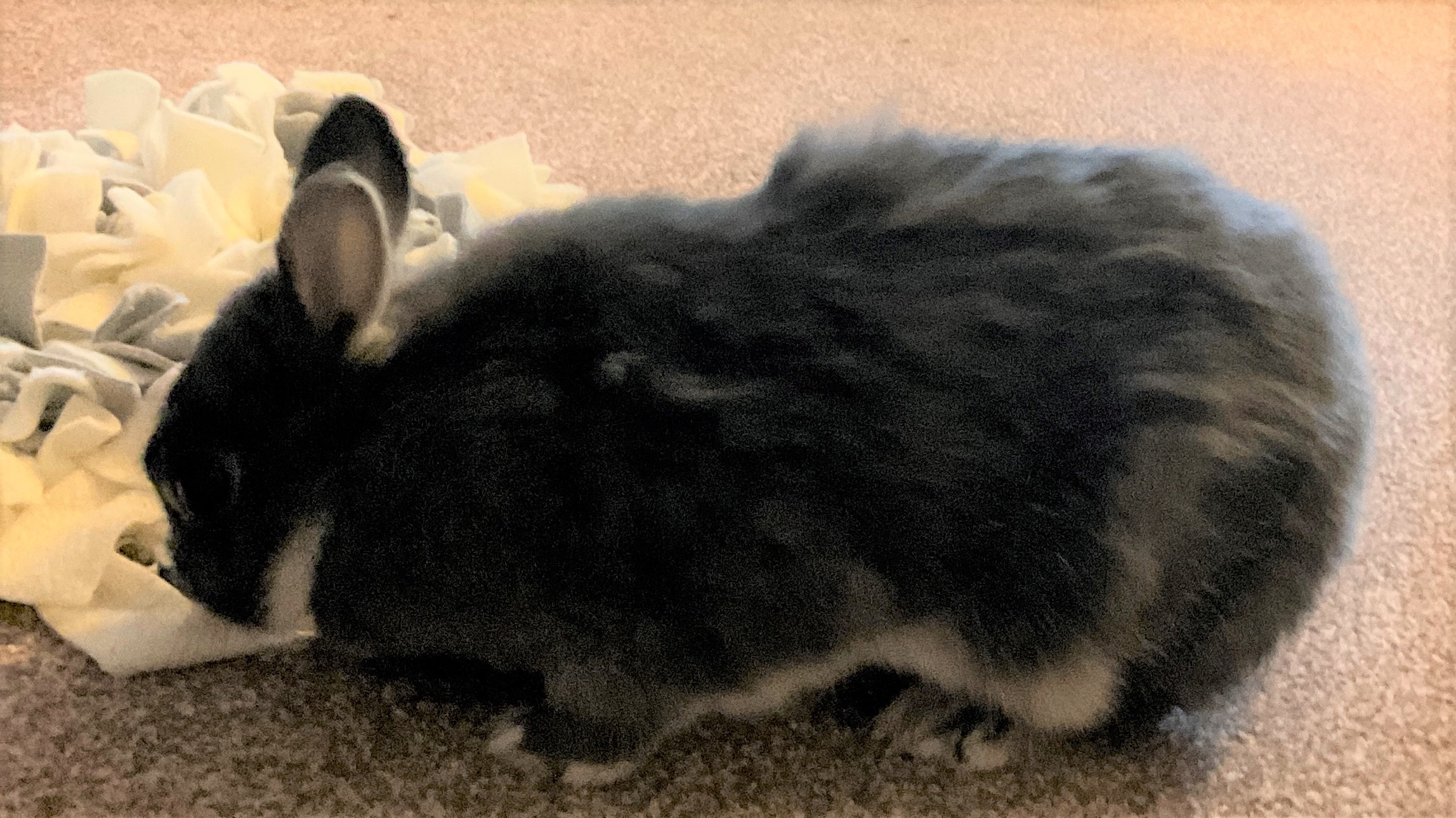 Are you a shedding rabbit who hates to be groomed? This blog is for you.