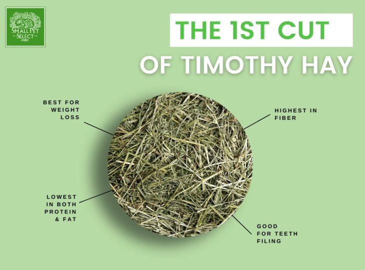 Everything You Need To Know About All 3 Cuts of Timothy Hay Small Pet