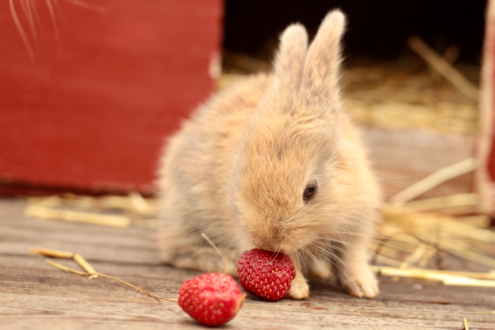 What NOT To Feed Your Rabbit (Toxic & Unhealthy Foods) Small Pet Select Blogs Small Pet Select