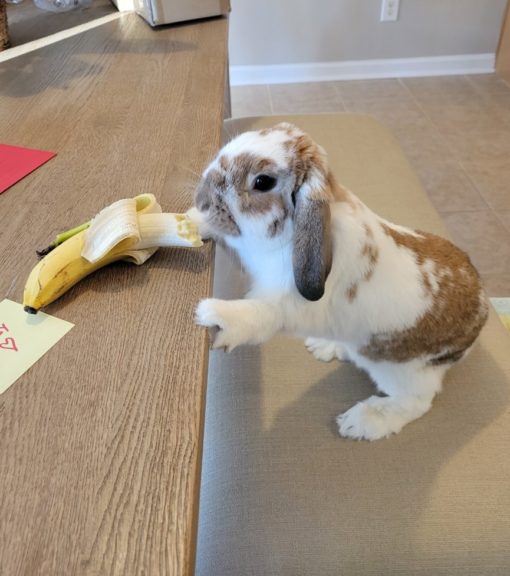 October 15, 2022 WCVETERINARYTECH Small Pet Select