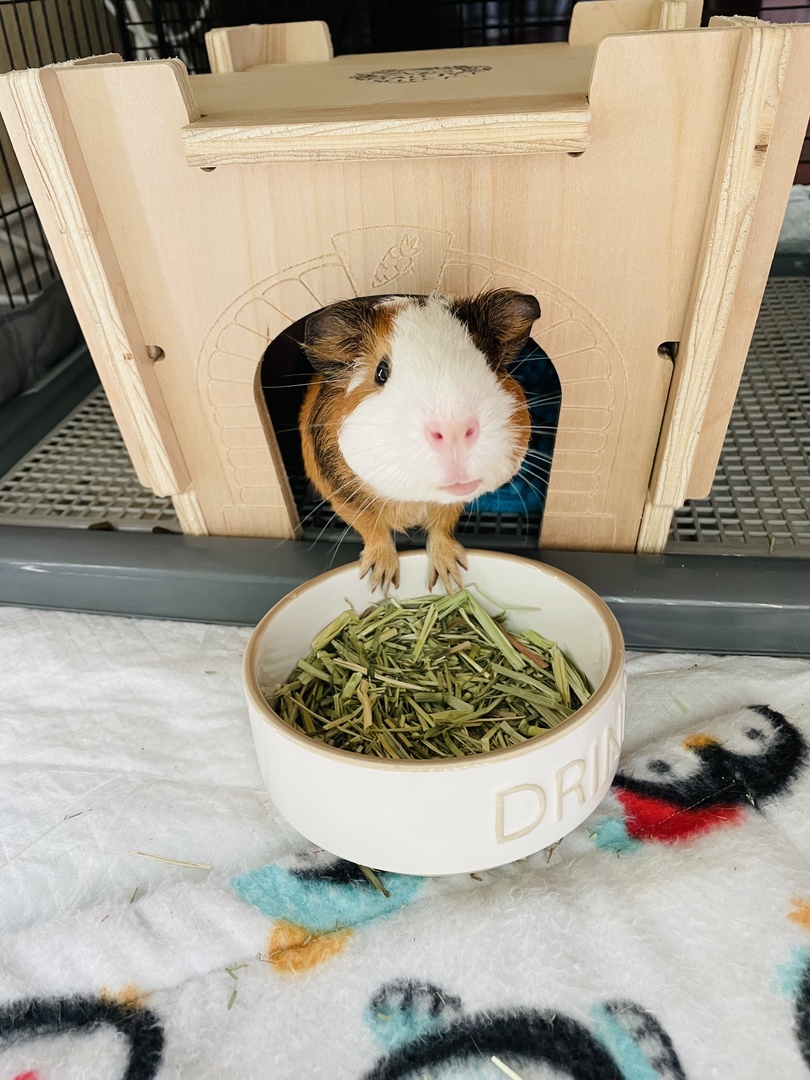 Why Thousands of Guinea Pigs are Choosing These Handmade Guinea Pig