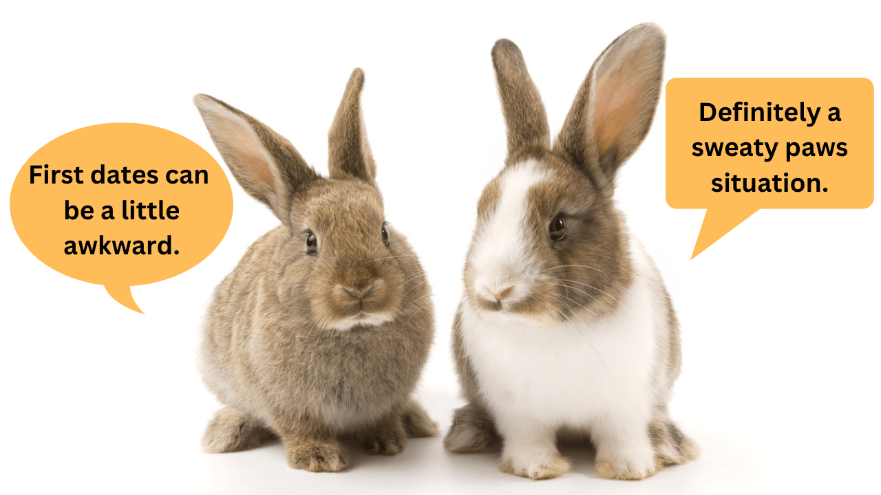 Warning Avoid This When Bonding Rabbits Small Pet Select Blogs