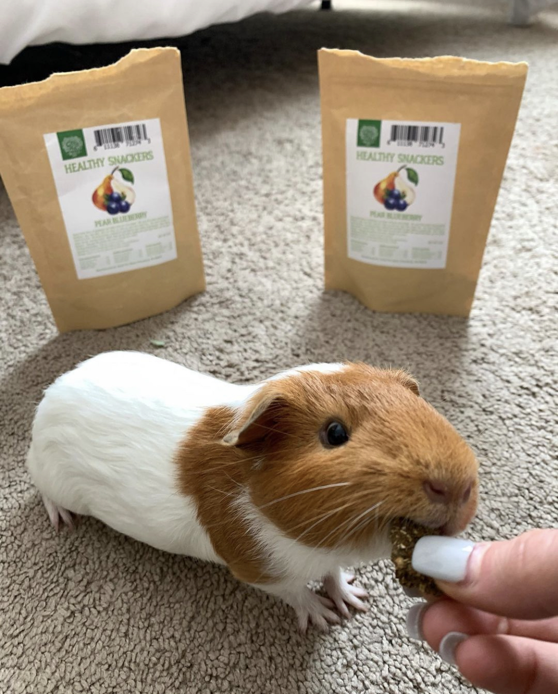 5 Essential Guinea Pig Supplies Every Beginner Needs Small Pet Select