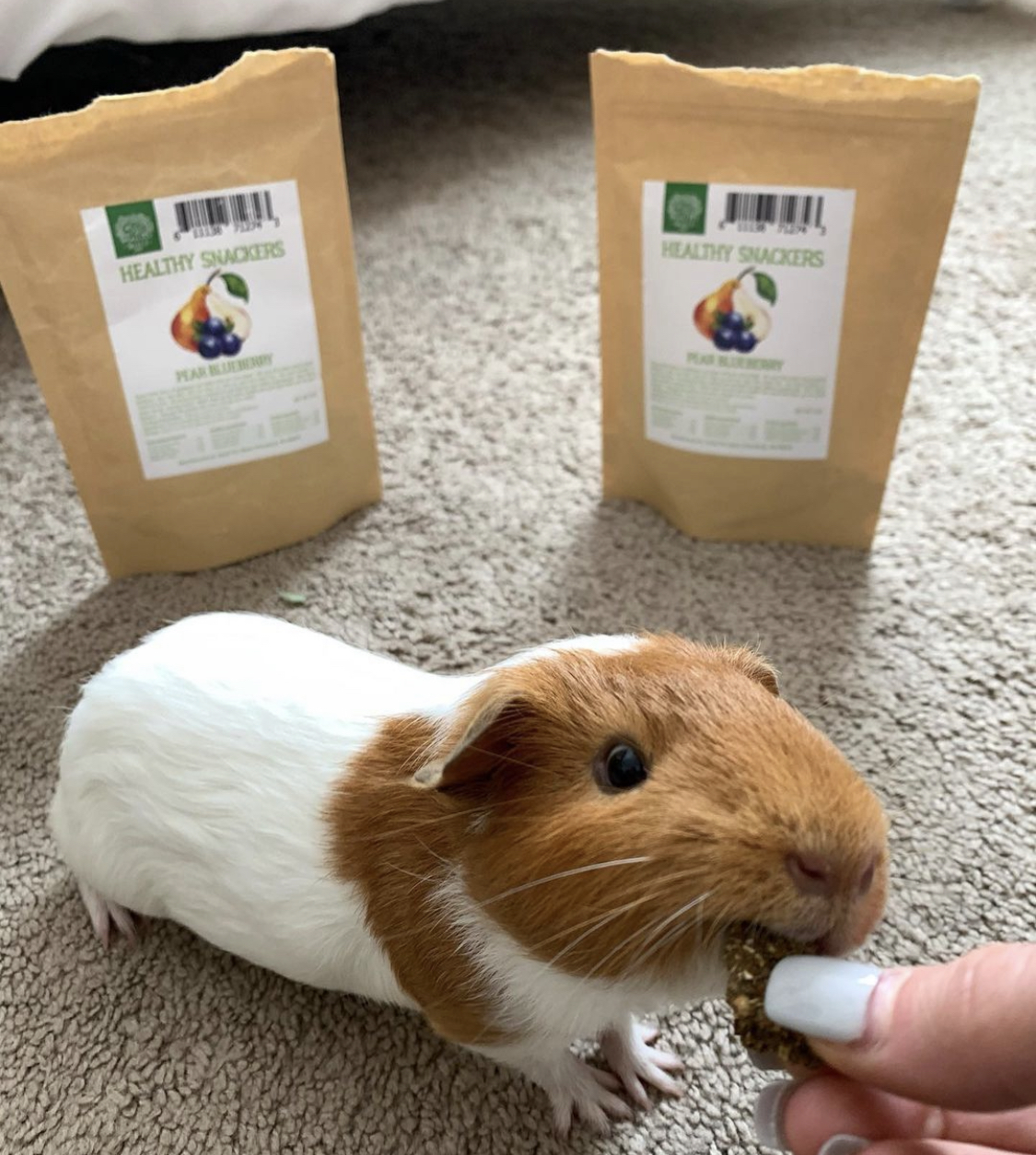Guinea Pig Food Doesn’t Need To Be Restricted! Here’s Why Small Pet