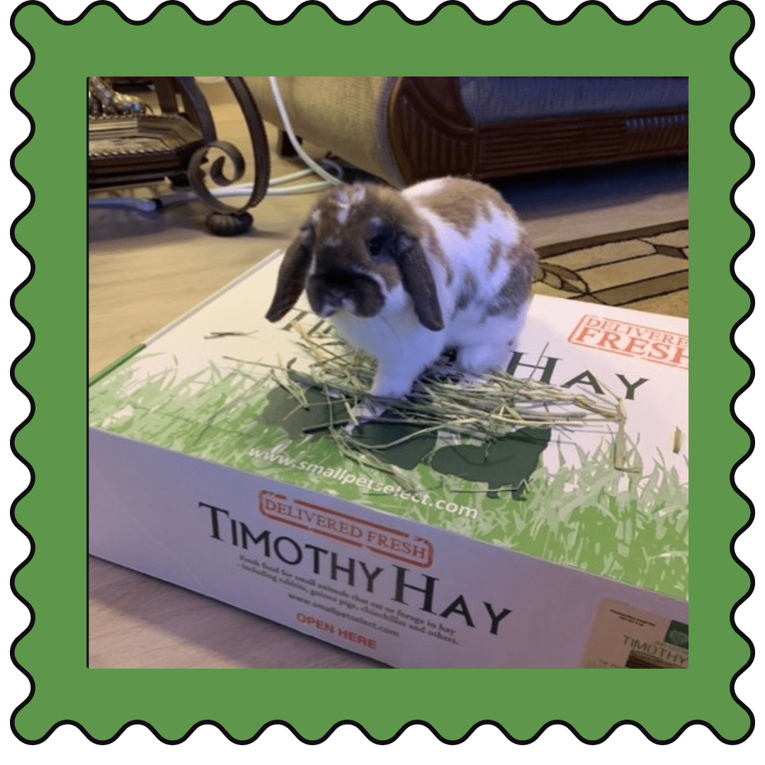 April 1, 2023 WCFOOLING Small Pet Select