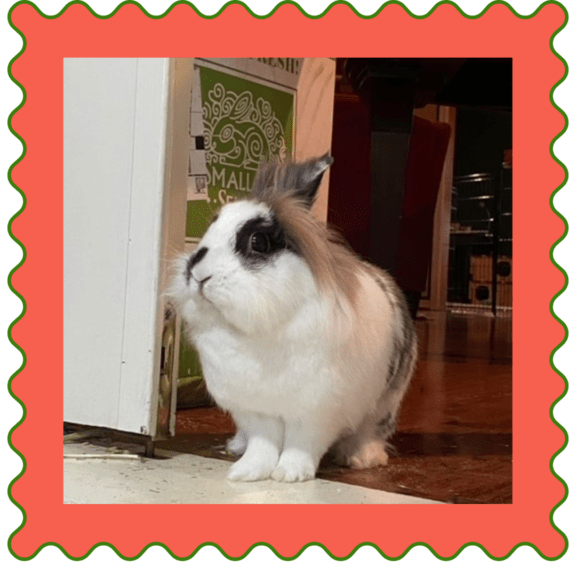 March 25, 2023 WCHOLIDAY Small Pet Select