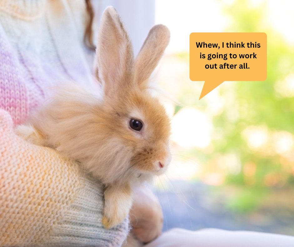 Timothy Hay Allergy? What To Feed Your Rabbit! Small Pet Select Blogs