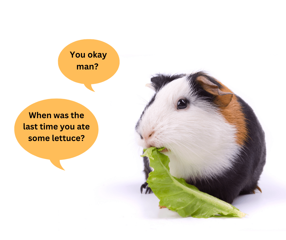 Guinea Pig Owners! Are You Not Feeding Your Guinea Pigs Enough Fresh