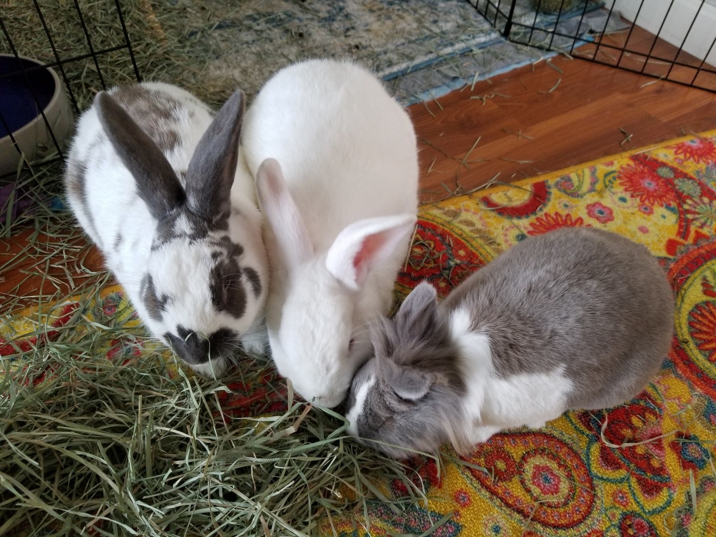 Timothy Hay Allergy? What To Feed Your Rabbit! Small Pet Select Blogs Small Pet Select