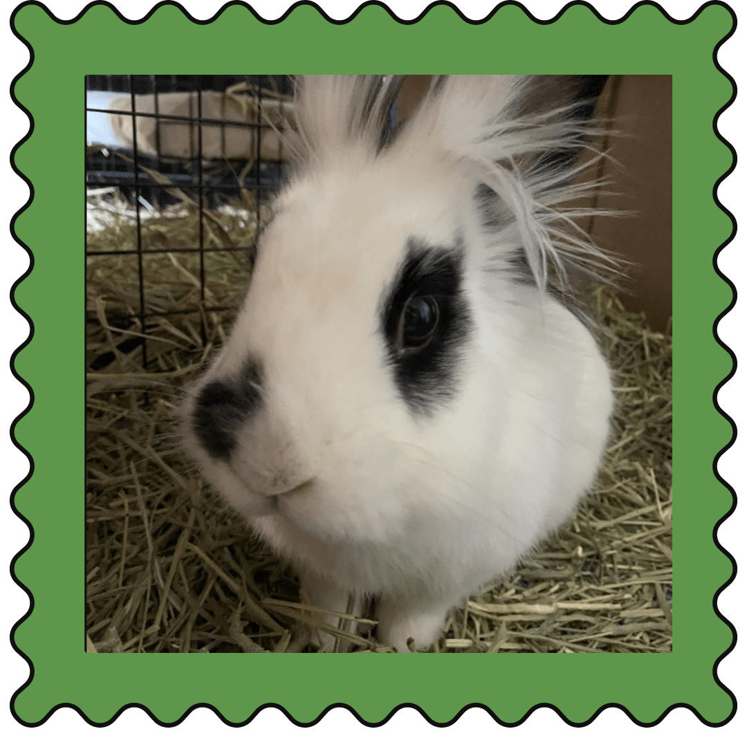 April 1, 2023 WCFOOLING Small Pet Select