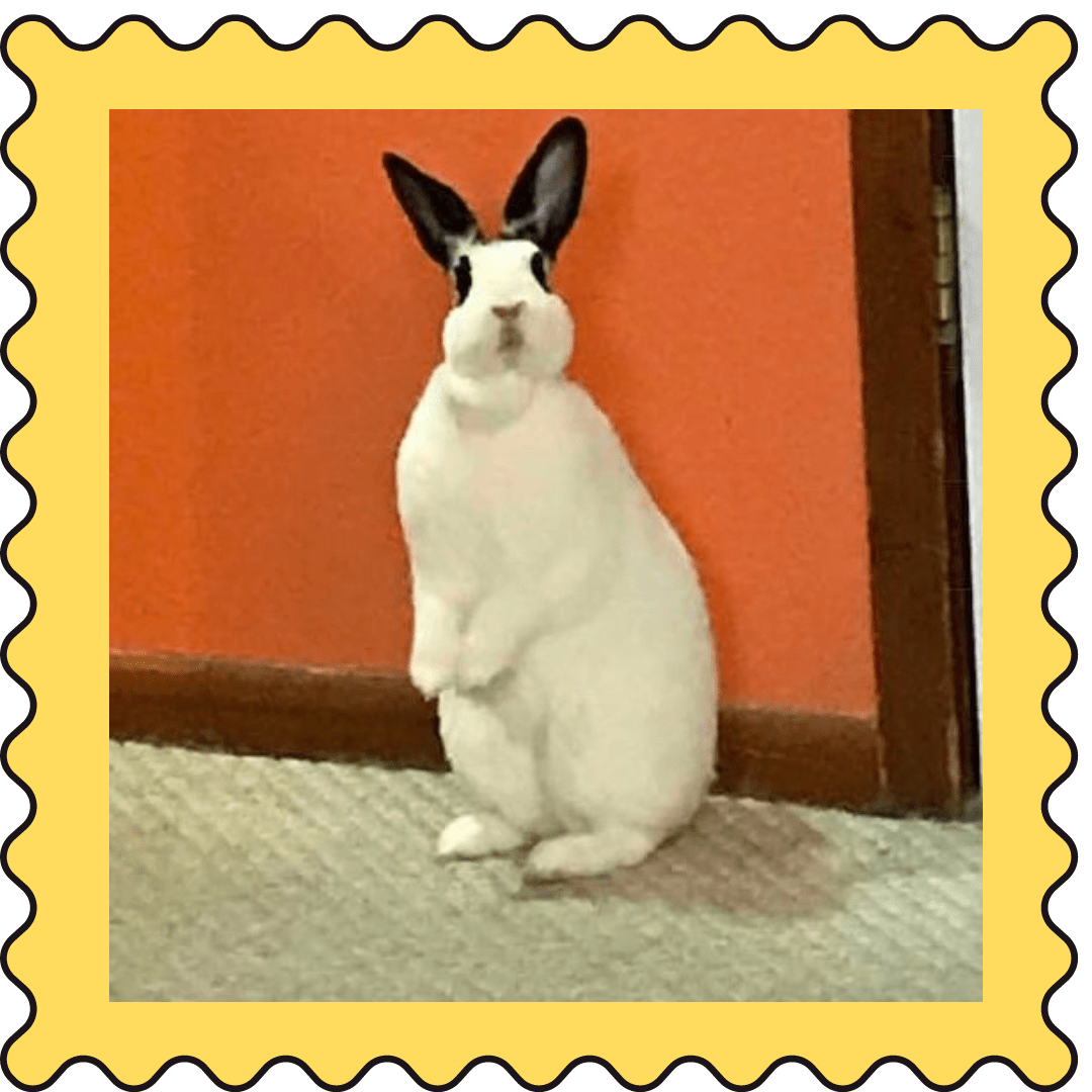 April 1, 2023 Weekly Cuties Small Pet Select