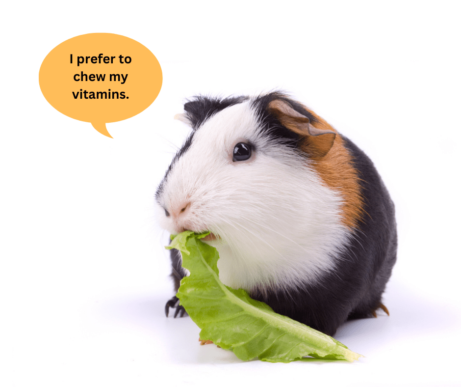 Reminder Foods High In Vitamin C For Guinea Pigs are VERY Important