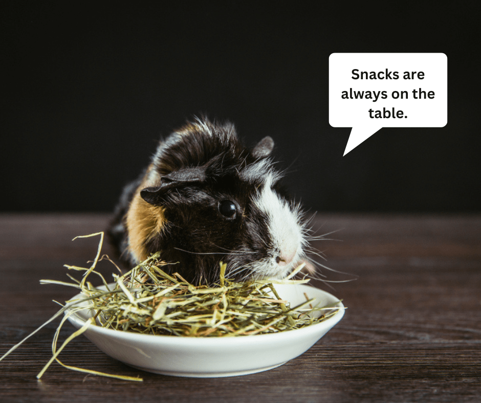 Why Do Guinea Pigs Eat So Much? Small Pet Select Blogs Small Pet Select