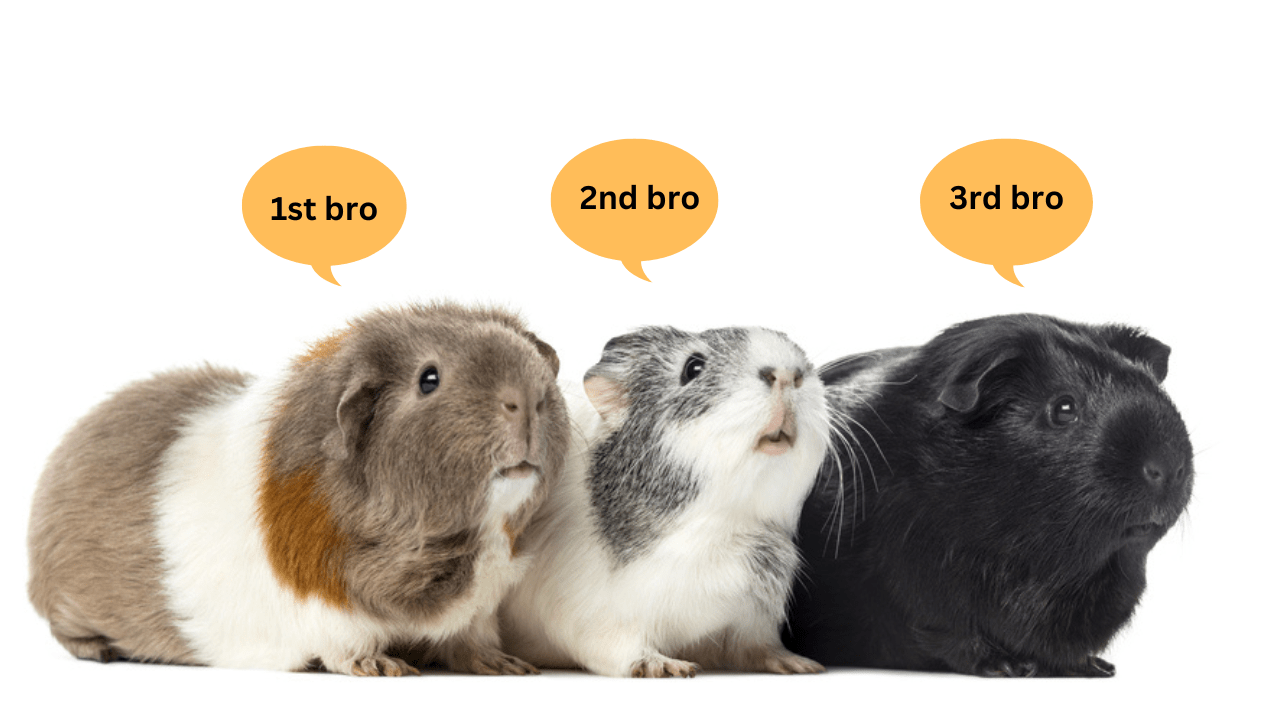 Guinea Pig Bonding A StepByStep Guide Small Pet Select Blogs