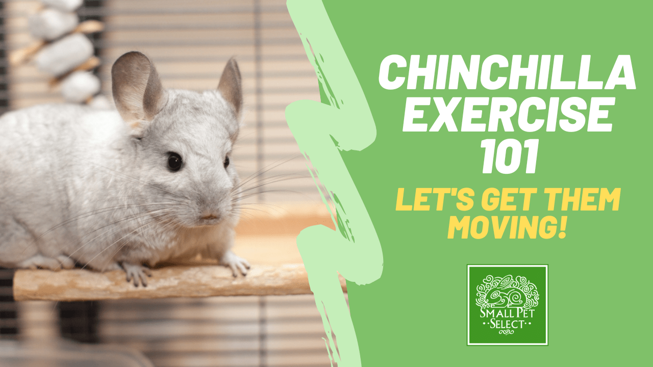 Can Chinchillas Live Outside